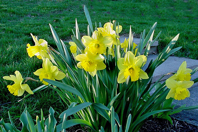 Daffodils