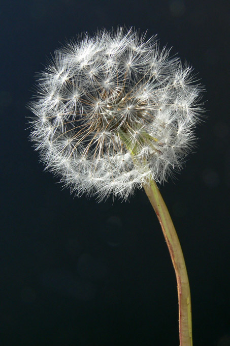 Dandelion